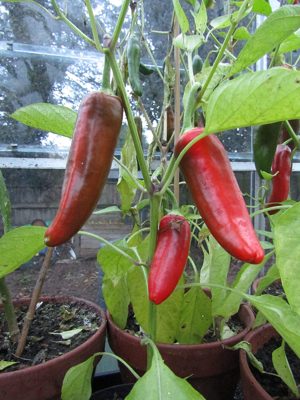 Chili – Cayenetta