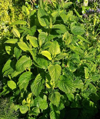 Citronmelisse