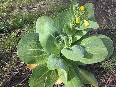Pak choi