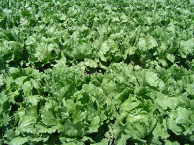 Grøn krølsalat