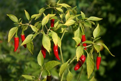 Chili – Thai Chili