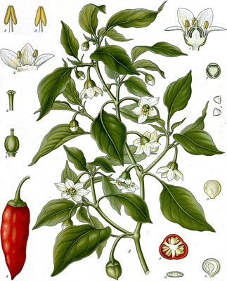 Chili – Ungarsk lang